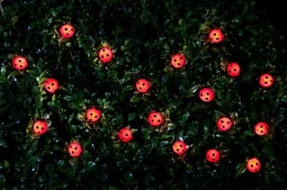 B&M 30 Insect Solar String Lights - Ladybird